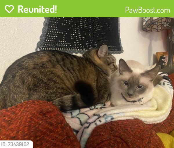 Reunited Female Cat last seen Woodside, Lakeside, CA 92040