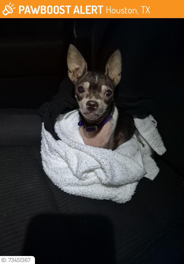 Found/Stray Female Dog last seen Wirt and Westview, Houston, TX 77055