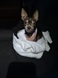 Found/Stray Female Dog last seen Wirt and Westview, Houston, TX 77055