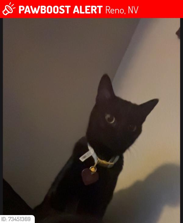 Lost Female Cat last seen 7th street Montello, Reno, NV 89512