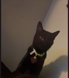 Lost Female Cat last seen 7th street Montello, Reno, NV 89512