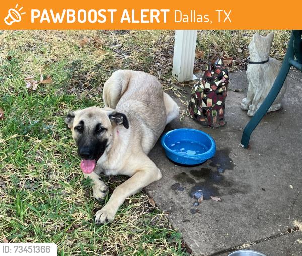 Found/Stray Female Dog last seen Wheatland & Mountain Creek, Dallas, TX 75249