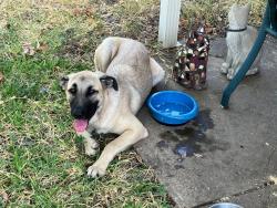 Found/Stray Female Dog last seen Wheatland & Mountain Creek, Dallas, TX 75249
