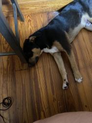 Found/Stray Male Dog last seen Bailey Thomas Rd, Sanford, NC 27332