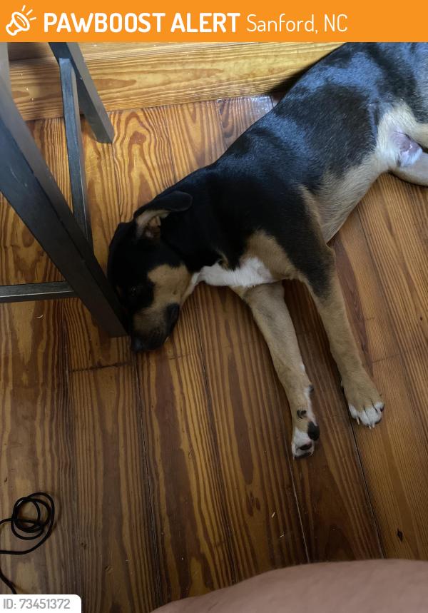 Found/Stray Male Dog last seen Bailey Thomas Rd, Sanford, NC 27332