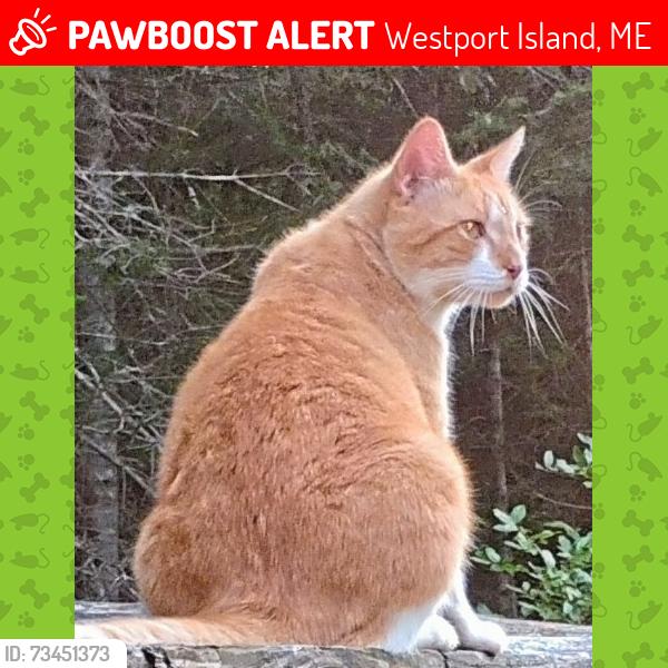 Lost Male Cat last seen Main Road, Westport Island, ME 04578