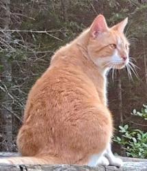 Lost Male Cat last seen Main Road, Westport Island, ME 04578