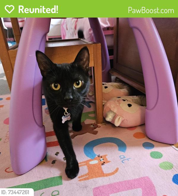 Reunited Female Cat last seen Northdale in Fox Hollow, Tampa, FL 33624