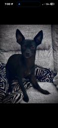 Lost Male Dog last seen Averitt rd and Worthsville Greenwood Christian Church, Greenwood, IN 46143