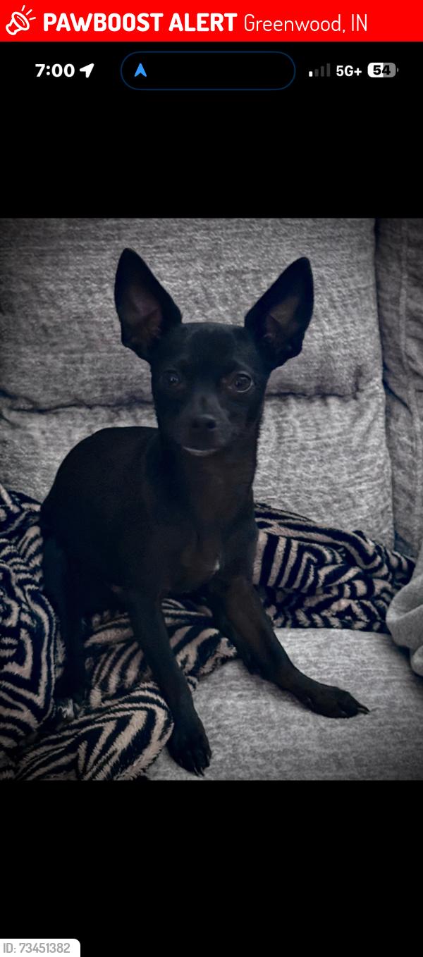 Lost Male Dog last seen Averitt rd and Worthsville Greenwood Christian Church, Greenwood, IN 46143