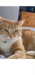 Reunited Male Cat last seen Plumstead station, Greater London, England 
