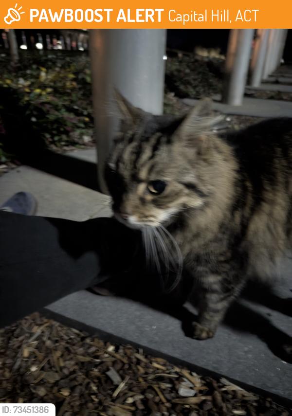 Found/Stray Unknown Cat last seen Federation Mall, Australian Parliament hse, Capital Hill, ACT 2600