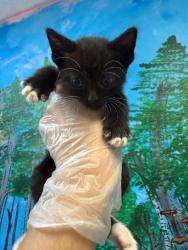 Shelter Stray Female Cat last seen Bexar County, 3353 Morningside Dr, New Braunfels, TX 78132, USA