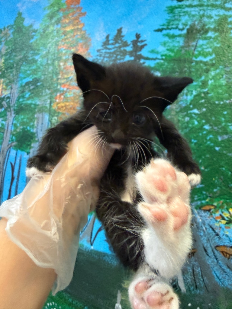 Shelter Stray Male Cat last seen Bexar County, 3353 Morningside Dr, New Braunfels, TX 78132, USA