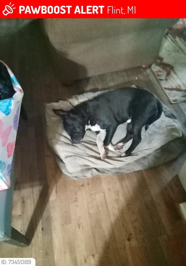 Lost Male Dog last seen Thomas st, Flint, MI 48504