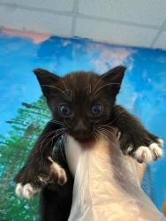 Shelter Stray Male Cat last seen Bexar County, 3353 Morningside Dr, New Braunfels, TX 78132, USA