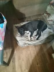 Lost Male Dog last seen Thomas st, Flint, MI 48504