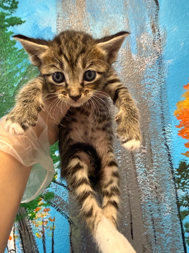 Shelter Stray Female Cat last seen Bexar County, 3353 Morningside Dr, New Braunfels, TX 78132, USA