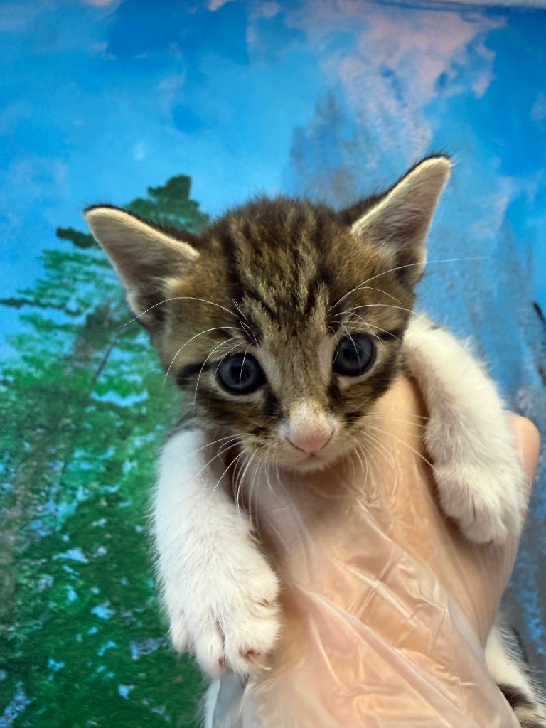 Shelter Stray Male Cat last seen Bexar County, 3353 Morningside Dr, New Braunfels, TX 78132, USA