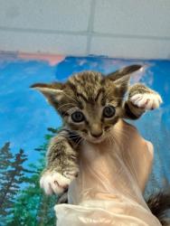 Shelter Stray Female Cat last seen Bexar County, 3353 Morningside Dr, New Braunfels, TX 78132, USA