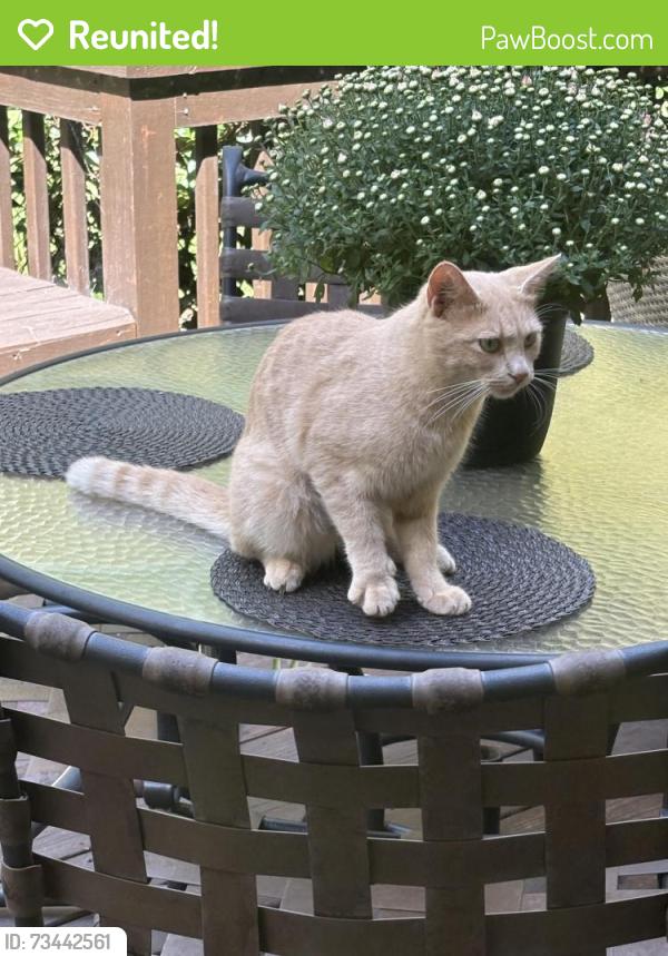 Reunited Male Cat last seen Ridgewood clbh, Greensboro, NC 27455