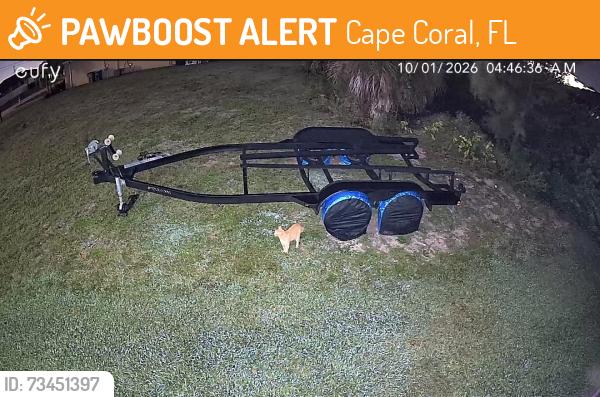 Found/Stray Unknown Cat last seen Trafalgar and Chiquita, Cape Coral, FL 33991