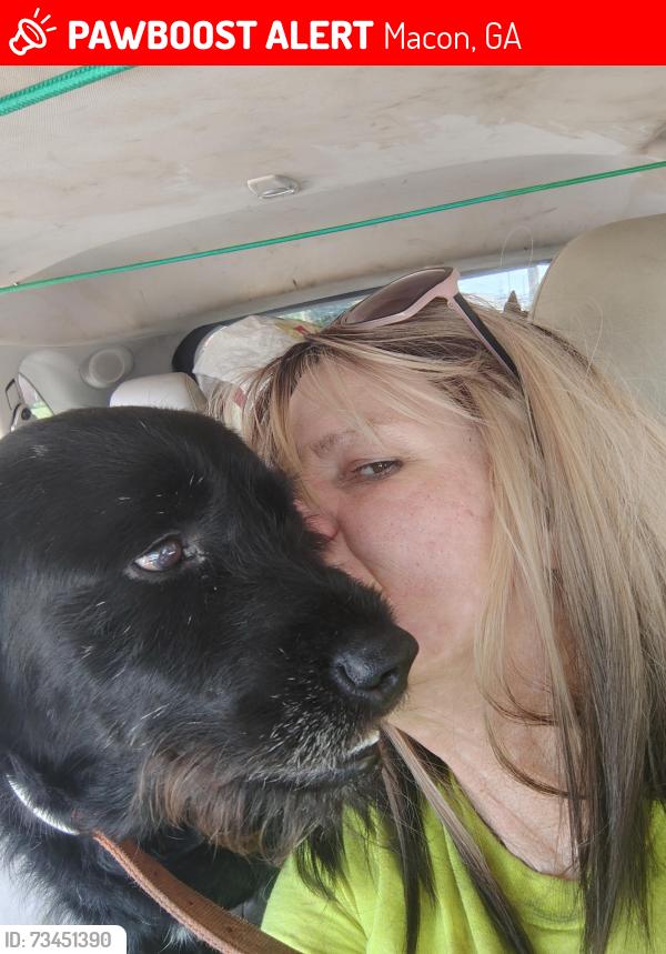 Lost Male Dog last seen Greensbar automotive,on brodway6, Macon, GA 31206