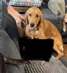 Lost Female Dog last seen Taum Sauk state park, Ironton, MO 63650