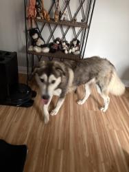 Found/Stray Unknown Dog last seen Near Crenshaw Ave, Fort Worth, TX 76105