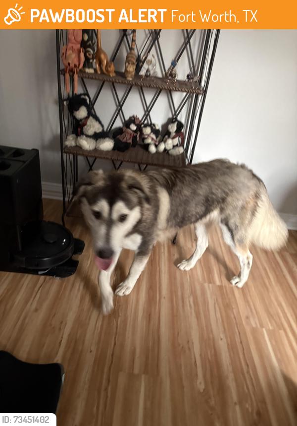 Found/Stray Unknown Dog last seen Near Crenshaw Ave, Fort Worth, TX 76105