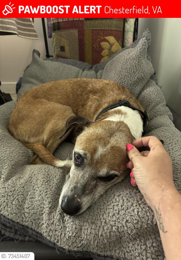 Lost Male Dog last seen Beach Road, Chesterfield, VA 23838