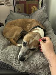 Lost Male Dog last seen Beach Road, Chesterfield, VA 23838