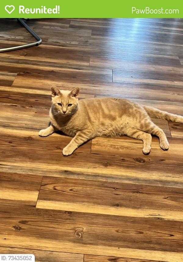 Reunited Male Cat last seen S 9th St, South Plainfield, NJ 07080, USA, South Plainfield, NJ 07080