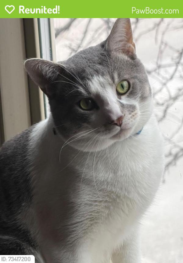 Reunited Male Cat last seen Afuera de mi casa, Chicago, IL 60620