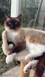 Reunited Male Cat last seen Royds street milnrow, Milnrow, England OL16 3PR