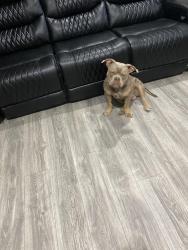 Lost Male Dog last seen County rd 240, Phenix City, AL 36870