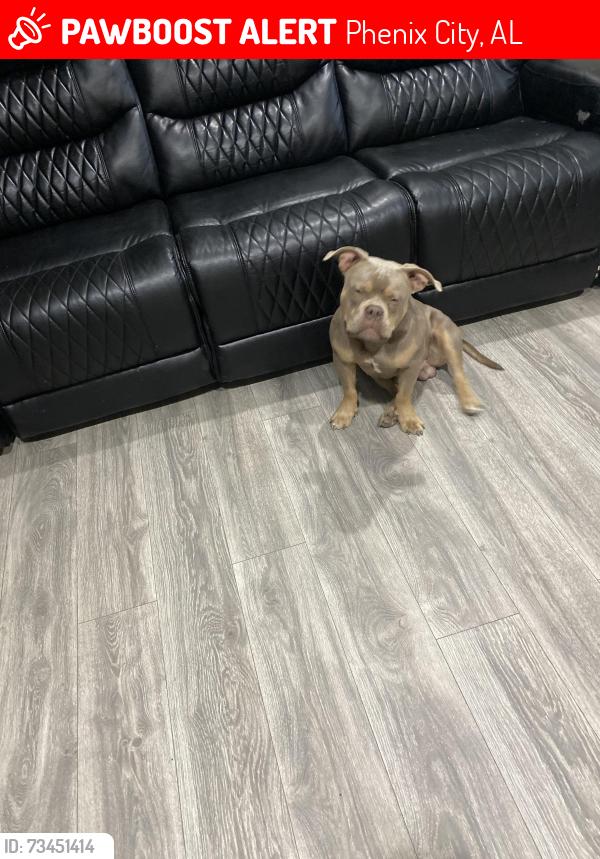 Lost Male Dog last seen County rd 240, Phenix City, AL 36870