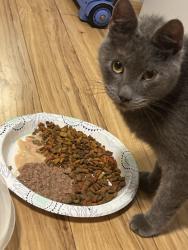 Found/Stray Male Cat last seen OO-DD, Bloomsdale, MO 63627
