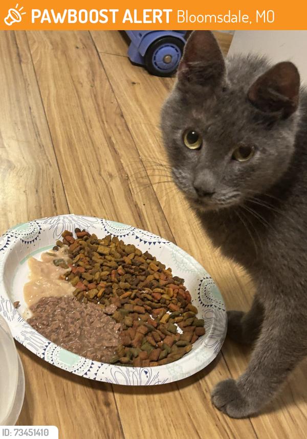 Found/Stray Male Cat last seen OO-DD, Bloomsdale, MO 63627