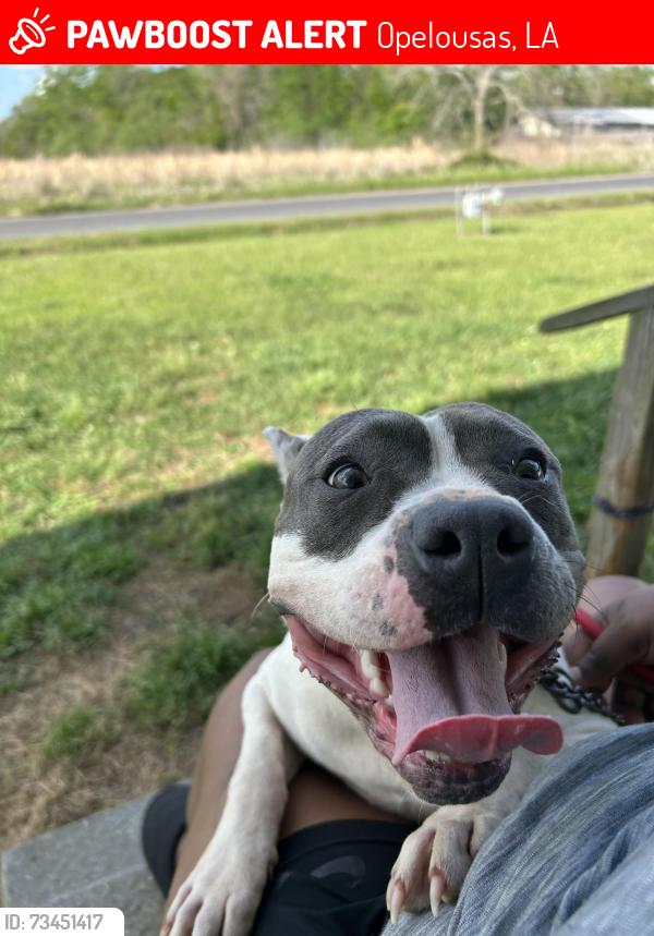 Lost Female Dog last seen Pavy Rd, Opelousas LA, Opelousas, LA 70570