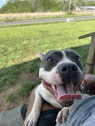 Lost Female Dog last seen Pavy Rd, Opelousas LA, Opelousas, LA 70570