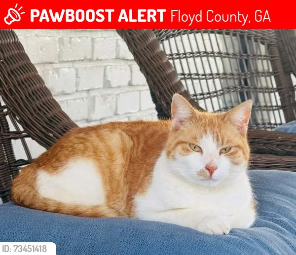 Lost Male Cat last seen Adams Circle Silver Creek, GA, Floyd County, GA 30173