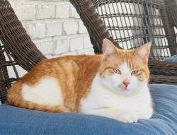 Lost Male Cat last seen Adams Circle Silver Creek, GA, Floyd County, GA 30173