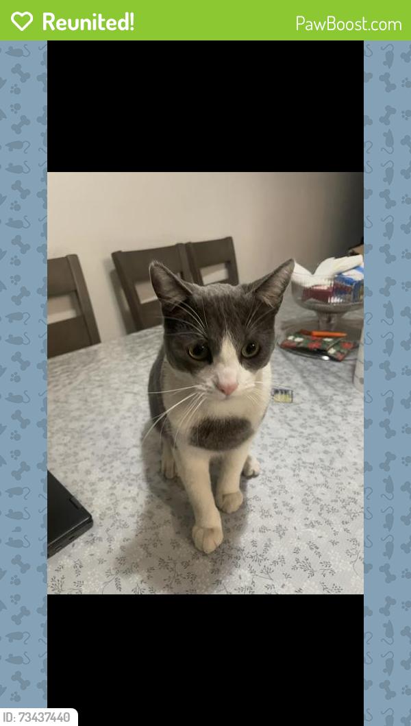 Reunited Male Cat last seen Near E Highland Ave, San Bernardino, CA 92404, USA, San Bernardino, CA 92404
