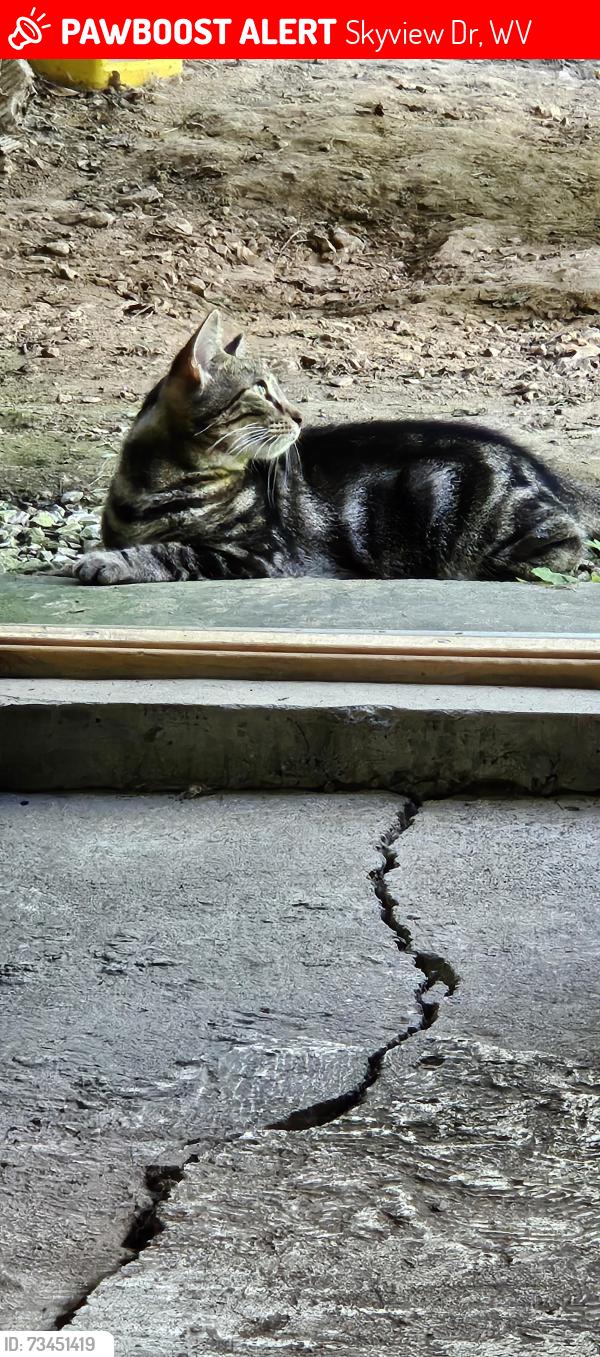 Lost Female Cat last seen Skyview Drive, Skyview Dr, WV 25701
