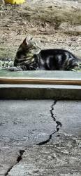 Lost Female Cat last seen Skyview Drive, Skyview Dr, WV 25701
