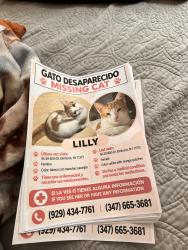 Lost Female Cat last seen Near and roosevelt, Queens, NY 11373