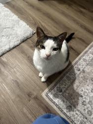 Lost Male Cat last seen Near Kindley street, Raleigh, NC 27601