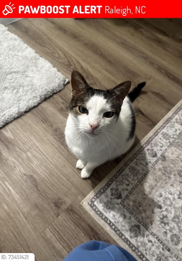 Lost Male Cat last seen Near Kindley street, Raleigh, NC 27601