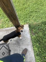 Lost Male Dog last seen Saint Cecelia LN, Saint Ann, MO 63074